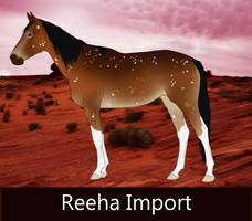 034 Reeha Import - OPEN