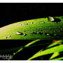 raindrop I