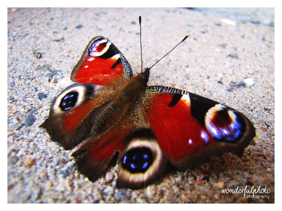 the peacock butterfly