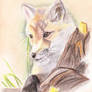 EAP Mar : Red fox