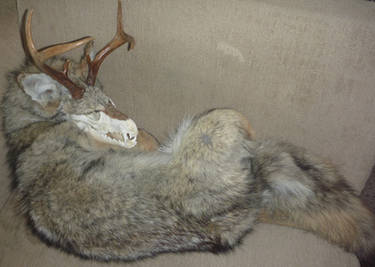 Halloween Coyote SOLD!