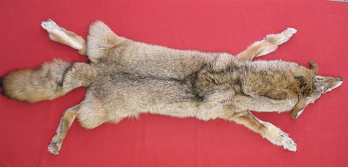 Coyote FOR SALE