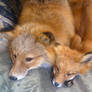 Fox adult and pup