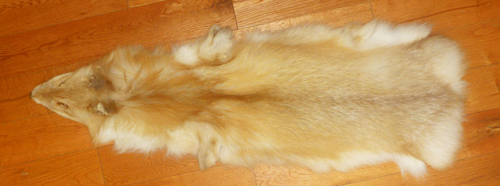 Fox pelt for sale by Tricksters-Taxidermy on DeviantArt