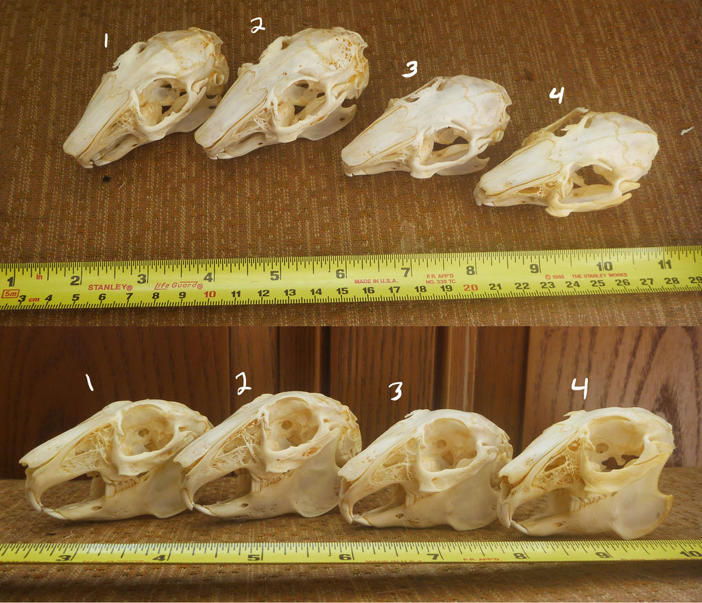 Lithuania Rabbit Skull Rabbit Skulls by Tricksters-Taxidermy on DeviantArt