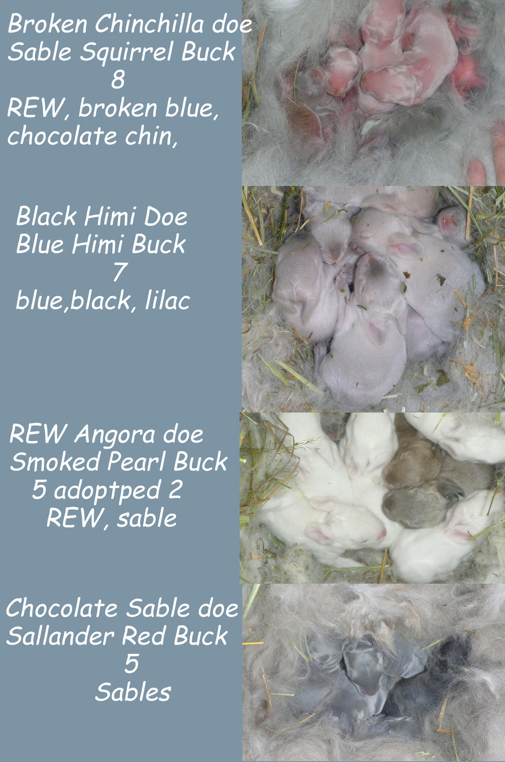 Rabbit Kits 2