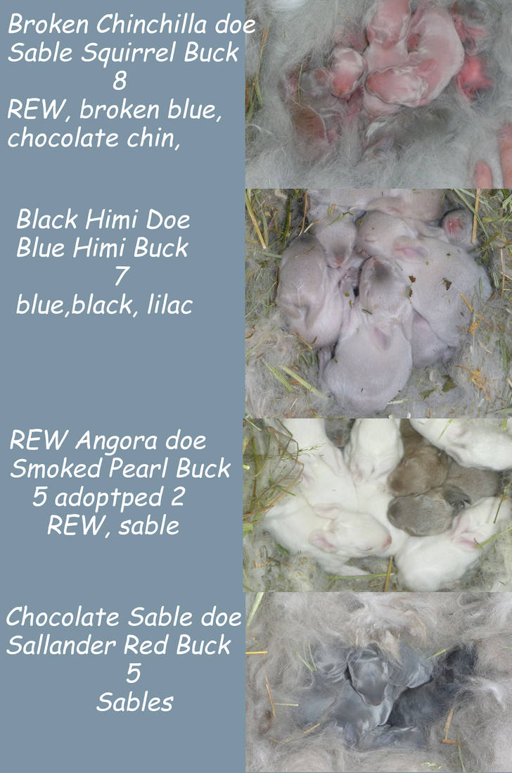 Rabbit Kits 2 by Tricksters-Taxidermy on DeviantArt
