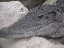 Crocodile