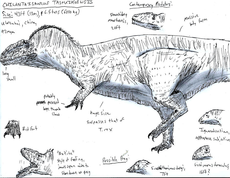 Chilantaisaurus Infographic