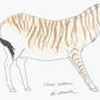 Draft Zebra