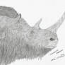 Another Woolly Rhino