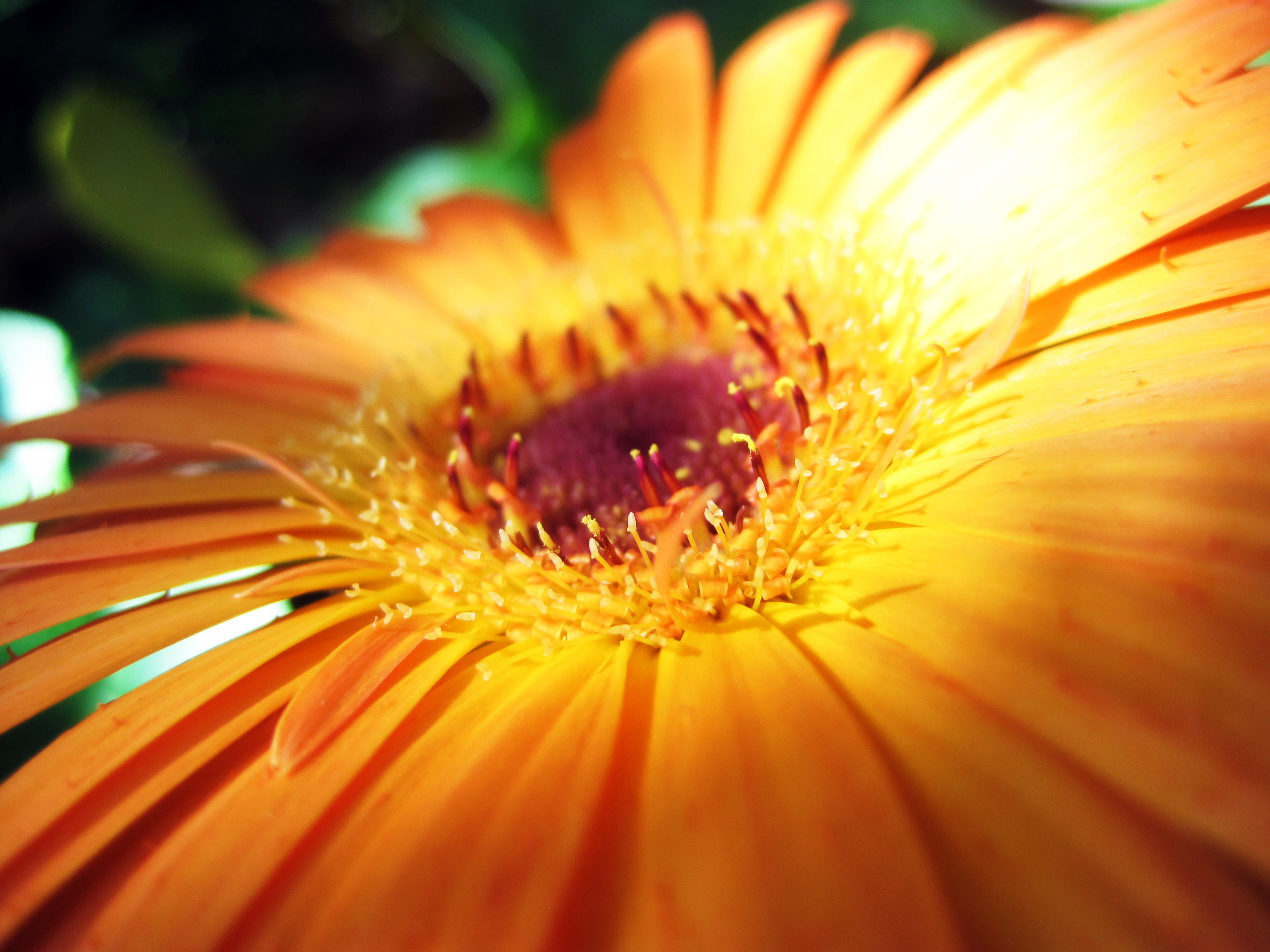 Orange Sunlit Daisy