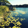 Lily pads