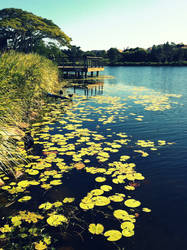 Lily pads