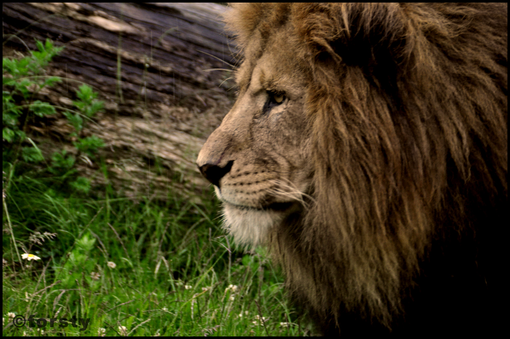 King Lion III