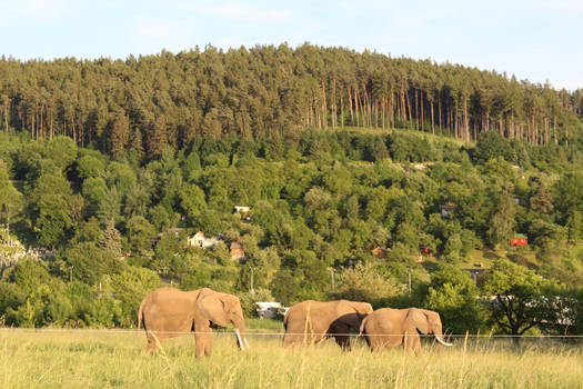 Elephants