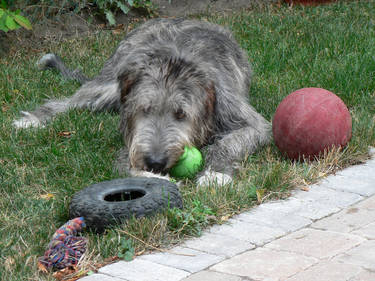 Dog Days Of Summer