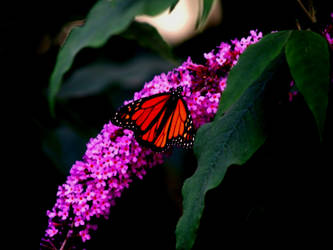 Zoo Trip Butterfly 3