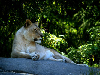 Zoo Trip Female Lion