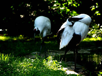 Japanese Cranes