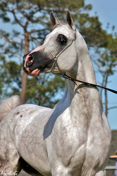 Grey Arabian Stallion Portrait Stock