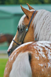 Appaloosa Partbred Arabian Stallion Stock