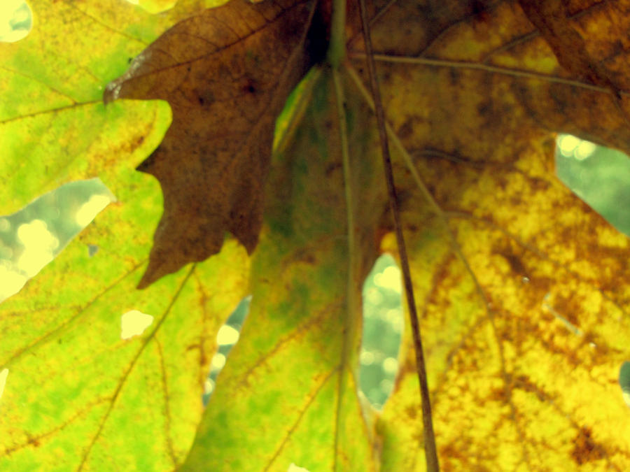 Autumn Screen by artbunny on DeviantArt