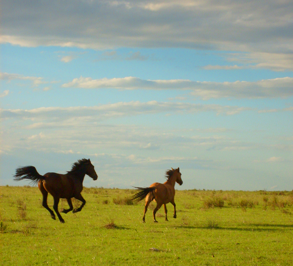 Runing horse