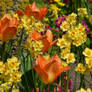 Tulips and Daffs