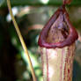 Pitcher Plant 2