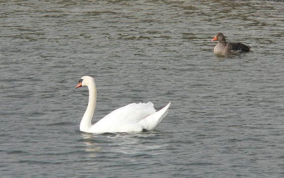 Swan and