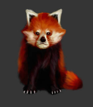 Red Panda