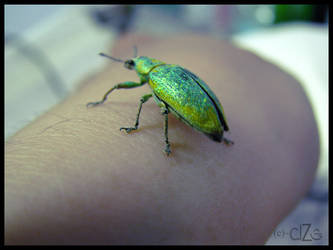 Insect - so cute ...