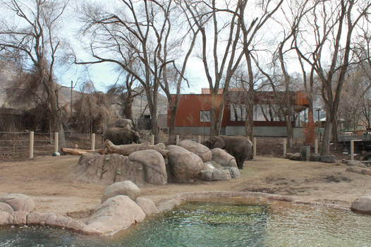 Zoo Elephants