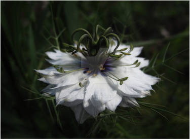 Nigella