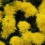 chrysanthemum 2