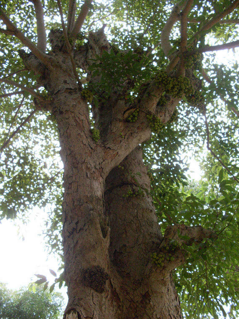 werid tree by mi-ho on DeviantArt