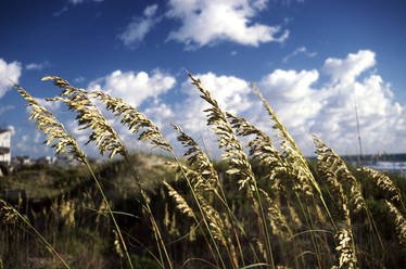 Sea Oats