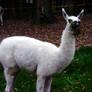 Albino Llama