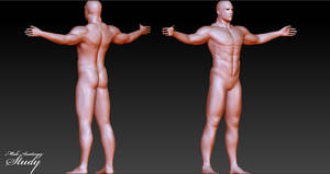 Male Anatomy Study