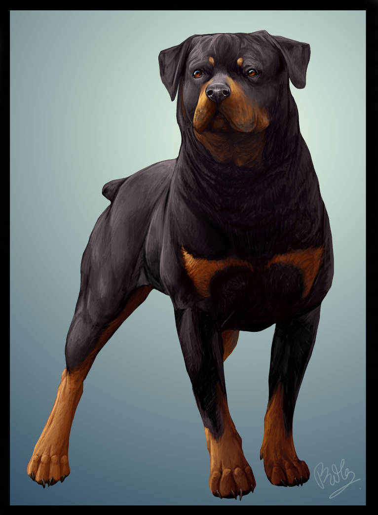 Rottweiler by Chibii-Kira on DeviantArt