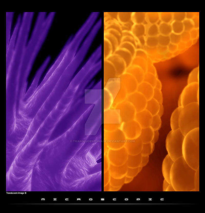 Microscopic Translucent Microscopic by Translucent-Image on DeviantArt