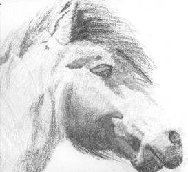 Horse head in pencil