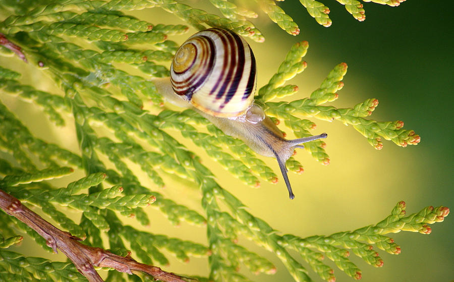 The journey of snail by Naturelady00
