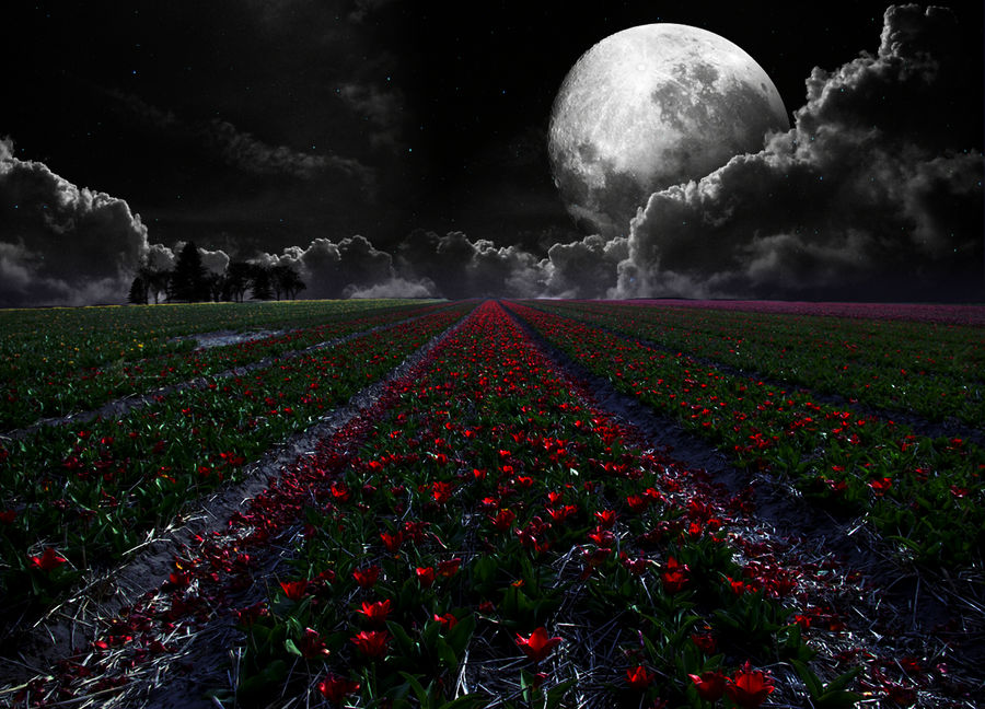 The Moon and the Tulips