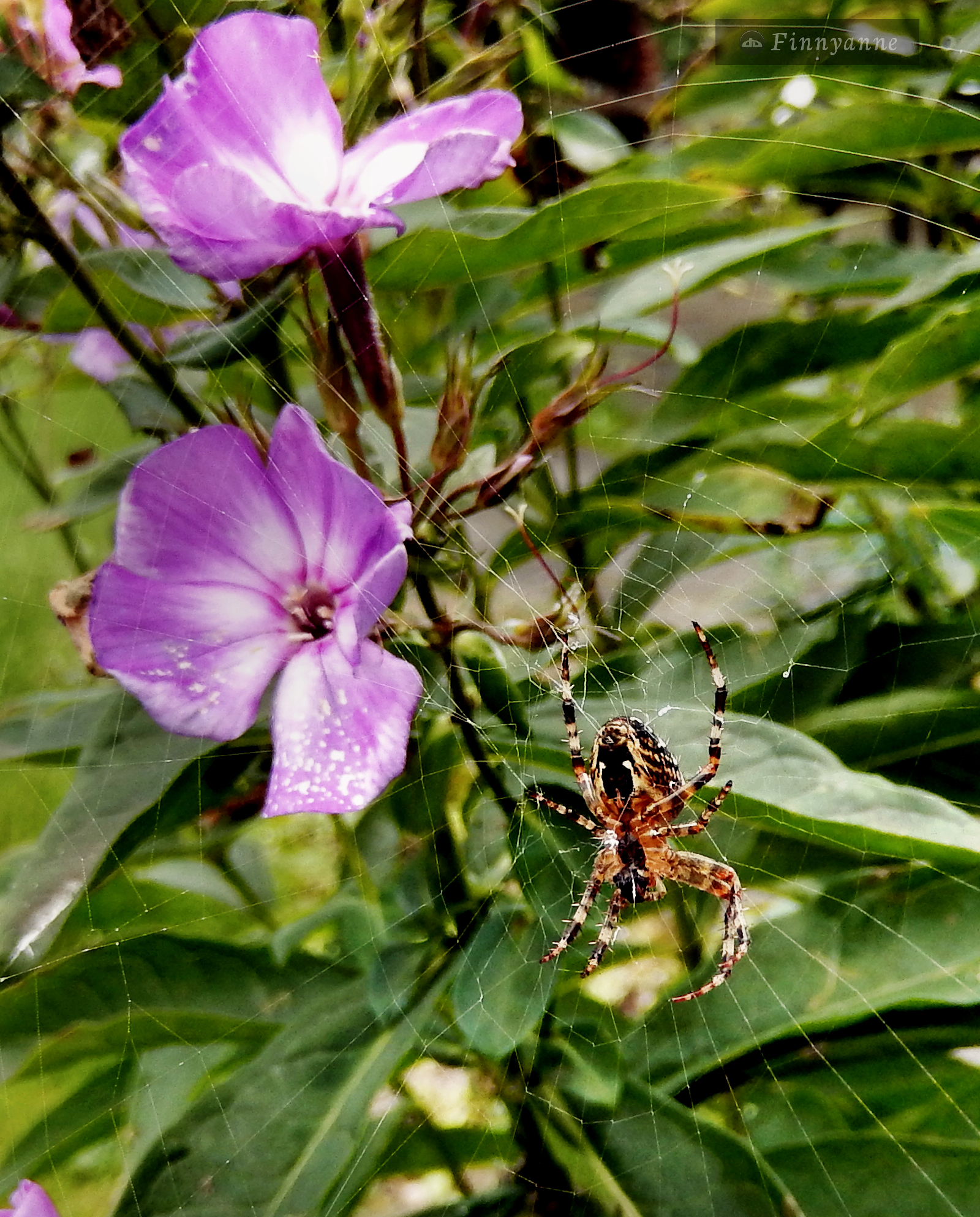 Everyone likes flowers