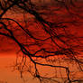 Sunset branches