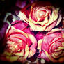 Vintage roses