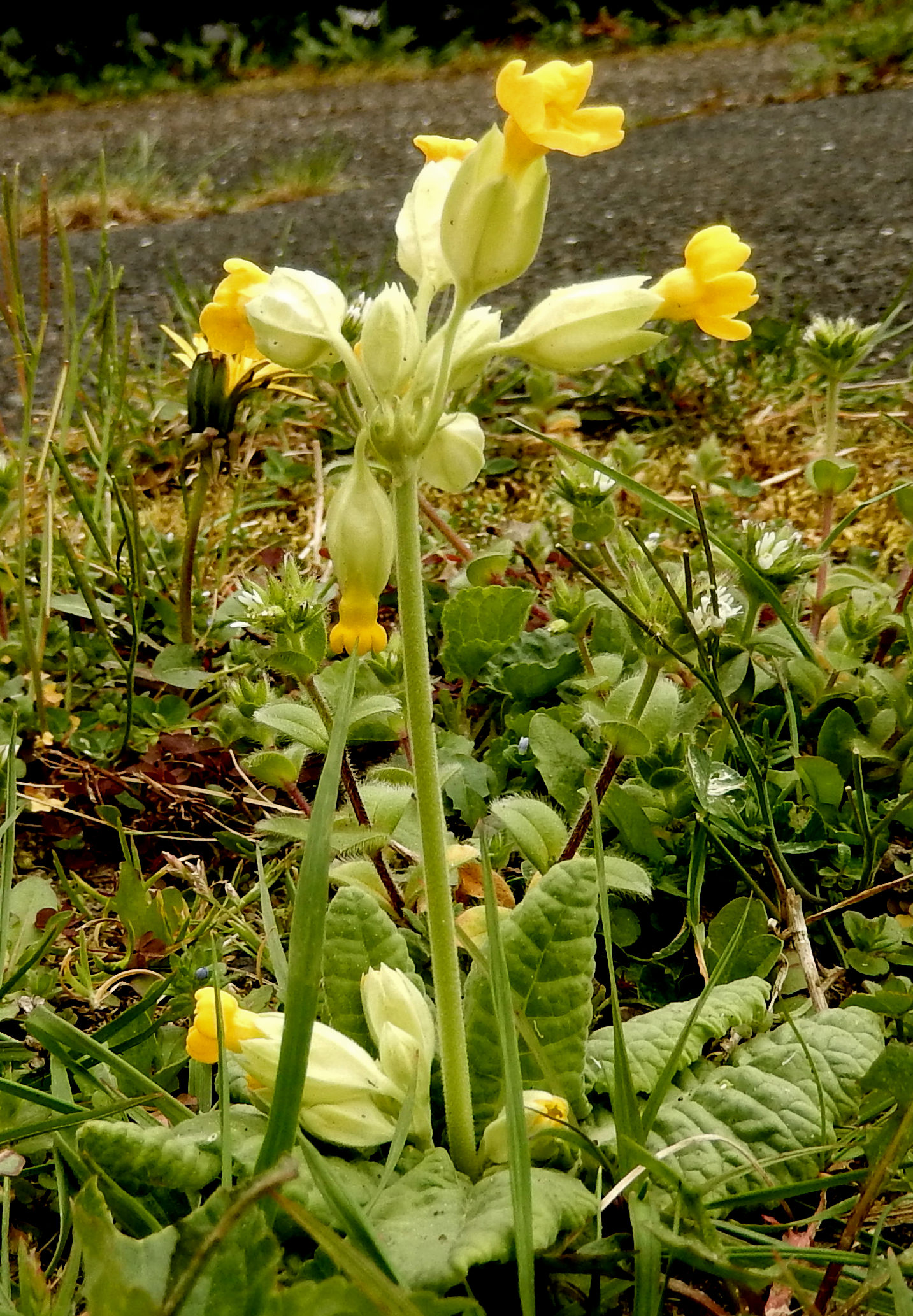 Little yellow ones