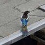 Magpie on the roof